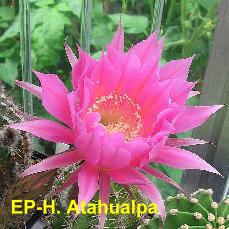 EP-H. Atahualpa.4.1.jpg 